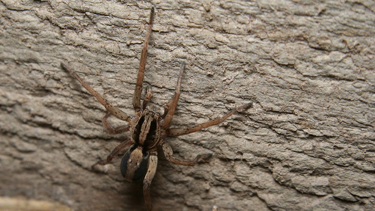 WOLF SPIDER Pest Control Animal Trapping